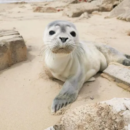 Appartement Perle D'opale T2 Face Balneo-spa Parking Prive Wifi Netflix Hotel&logde 4 Pers