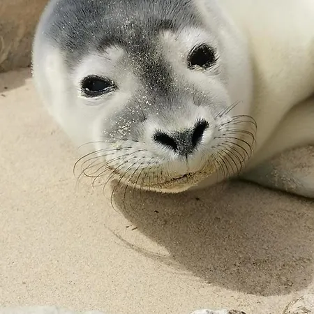 Perle D'opale T2 Face Balnéo-spa Parking Privé Wifi Netflix Hôtel&logde 4 Pers Appartamento Berck